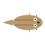 Front Leg Length: Short