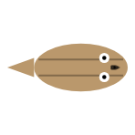 Tail Length: Short